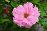Fototapeta Kwiaty - Beautiful pink flower blooming outside with leafy background.  Selective focus.