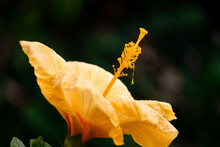 Selective Focus Shot Of A Pistil Of Yellow Hibiscus Flower