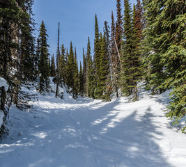 Beautiful winter landscape panorama tall evergreen trees blue clear sky calm nature