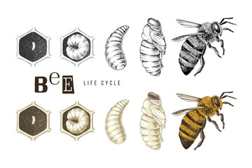 hand drawn life cycle of a bee