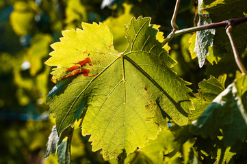 Wall Mural - Close-up of a vine leaf illuminated by golden evening sunlight.