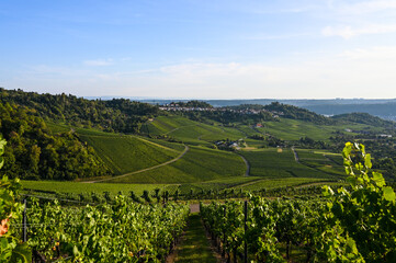 Wall Mural - Beautiful view of a vineyard panorama with a funerary chapel on a hill in the background near Stuttgart, Germany.