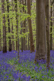 Fototapeta Tulipany - Beautiful soft spring light in bluebell forest in English countryside during calm mornng