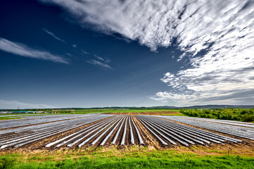 in a green field against a greenhouse sky