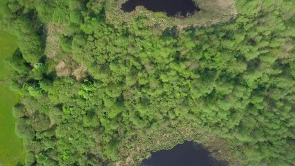 Wall Mural - Top down view on a wild pond in forest. 4k AERIAL.