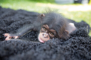 Baby Chimp