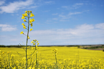 Wall Mural - Canola field in bloom during spring