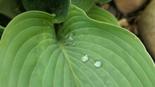 Close Up Of Two Dew Drops On A Hosta Leaf