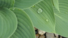 Close Up Of Very Beautiful Big Dew Drops On A Hosta Leaf - Background