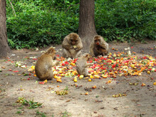 A Small Group Of Barbary Macaques Sit In A Circle Around A Large Pile Of Fruit In The Monkey Forest In Malchow, Enjoying Their Meal. In The Background Are Some Green Bushes And Shrubs