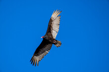 Vulture In Flight