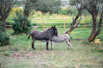 Donkeys in a field. 