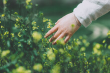 Close Up Hand Of Woman Dressed In Linen Touching Blossoming Yellow Wild Flowers In A Flower Field	