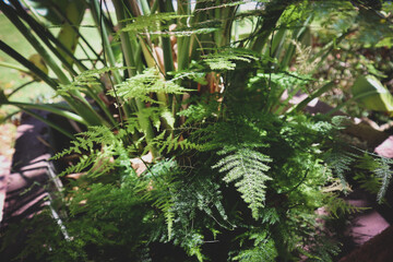 Fern green in the humid natural forest plants