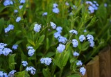 Fototapeta Kuchnia - Forget-me-not flowers as meadow for spring background