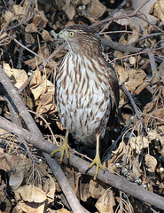 Cooper Hawk On A Branch 