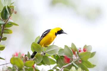 Wall Mural - hooded oriole