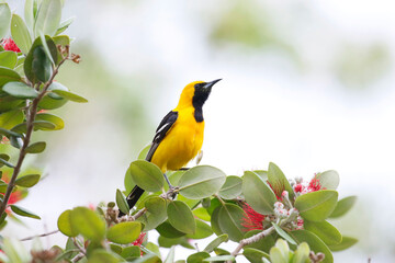 Wall Mural - hooded oriole