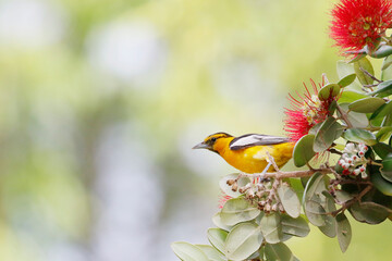 Wall Mural - hooded oriole