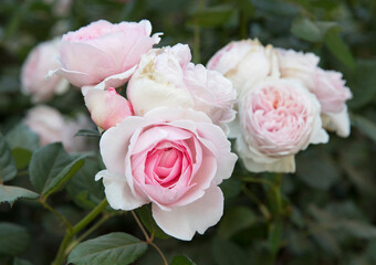 Wall Mural - flower cluster of white roses blooming in the garden. closeup view of rosa abraham darby flowers of 