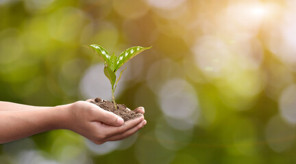 Wall Mural - Hand holding young plant on green nature bokeh background. Eco earth day concept.