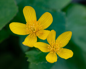 Bright yellow marsh marigold flowers