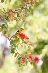 Wall Mural - hooded oriole