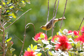 Wall Mural - hooded oriole