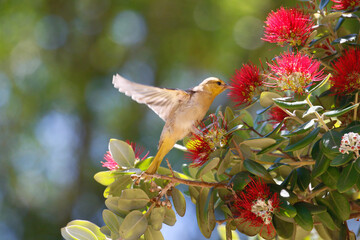 Wall Mural - hooded oriole