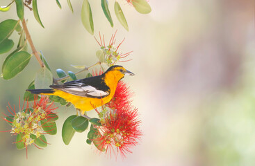 Wall Mural - hooded oriole