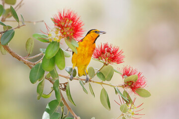Wall Mural - hooded oriole