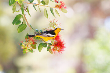 Wall Mural - hooded oriole