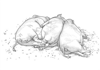 Two funny Vietnamese pigs and a wild boar sleep side by side on the ground. Vector illustration in hand drawing style. The concept of free love, polygamy, swinging and drinking during a bachelor party