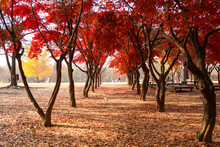 Seoul, South Korea-November 2020:Red Maple Trees Along The Roads In Fall Season In Seoul Forest,South Korea