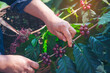 © aFotostock - Man Hands harvest coffee bean ripe Red berries plant fresh seed coffee tree growth in green eco organic farm. Close up hands harvest red ripe coffee seed robusta arabica berry harvesting coffee farm