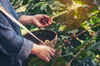 © aFotostock - Man Hands harvest coffee bean ripe Red berries plant fresh seed coffee tree growth in green eco organic farm. Close up hands harvest red ripe coffee seed robusta arabica berry harvesting coffee farm
