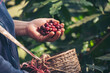 © aFotostock - Man Hands harvest coffee bean ripe Red berries plant fresh seed coffee tree growth in green eco organic farm. Close up hands harvest red ripe coffee seed robusta arabica berry harvesting coffee farm