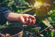 © aFotostock - Man Hands harvest coffee bean ripe Red berries plant fresh seed coffee tree growth in green eco organic farm. Close up hands harvest red ripe coffee seed robusta arabica berry harvesting coffee farm
