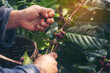 © aFotostock - Man Hands harvest coffee bean ripe Red berries plant fresh seed coffee tree growth in green eco organic farm. Close up hands harvest red ripe coffee seed robusta arabica berry harvesting coffee farm