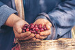 © aFotostock - Man Hands harvest coffee bean ripe Red berries plant fresh seed coffee tree growth in green eco organic farm. Close up hands harvest red ripe coffee seed robusta arabica berry harvesting coffee farm