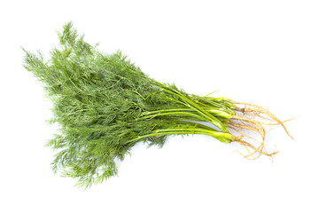 Fresh green organic dill isolated on white background