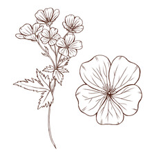 Elegant Wild Flowers, Wild Geranium Line Art, Black Floral Sketch, Forest Flowers Illustration