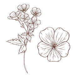 Wall Mural - Elegant wild flowers, wild geranium line art, black floral sketch, forest flowers illustration