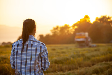 Farmer stand and looking harvester machine working in paddy field in sunrise. Harvesting grain field in crop season. Agriculture industry concept.