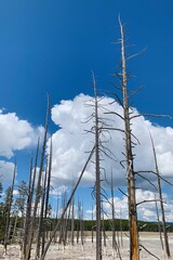 trees in the desert