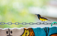 Sunbird Free Stock Photo - Public Domain Pictures