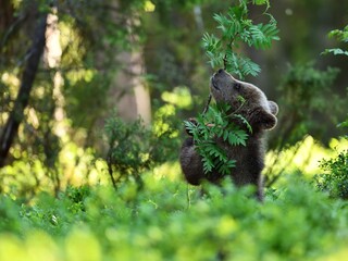 Wall Mural - brown bear cub hugging a tree in the forest at summer. save the forest.