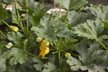 Wall Mural - fleurs de courgette