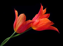 Two Bright Colorful Tulips In Water Drops Isolated On Black. Love Concept Men And Women. Gentle Hugging
