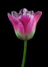 Beautiful Purple Tulip In Water Drops Isolated On Black